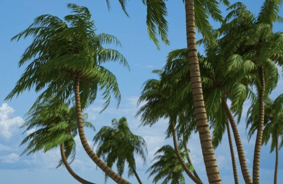 Барбадос кокосовые пальмы