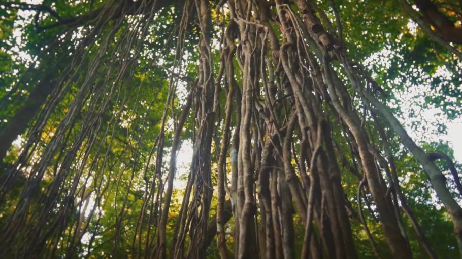 Пальма Королевская рафия