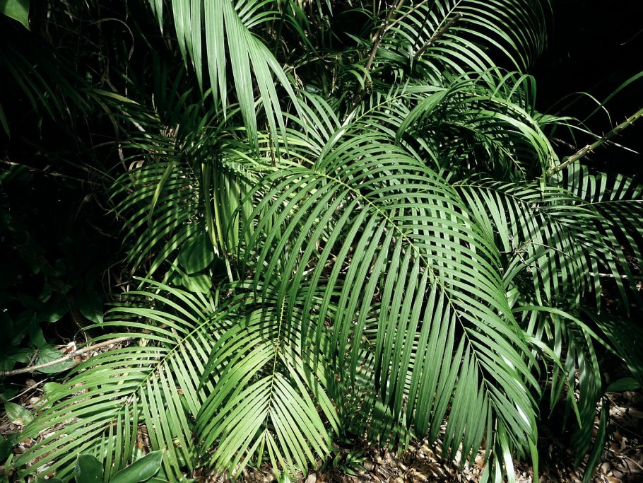 Пальма ротанг (Calamus)