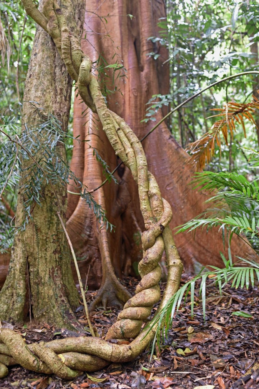 Южная Америка Сельва лианы