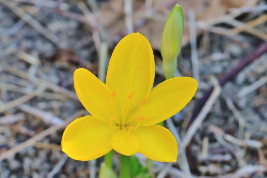 Штернбергия Фишера