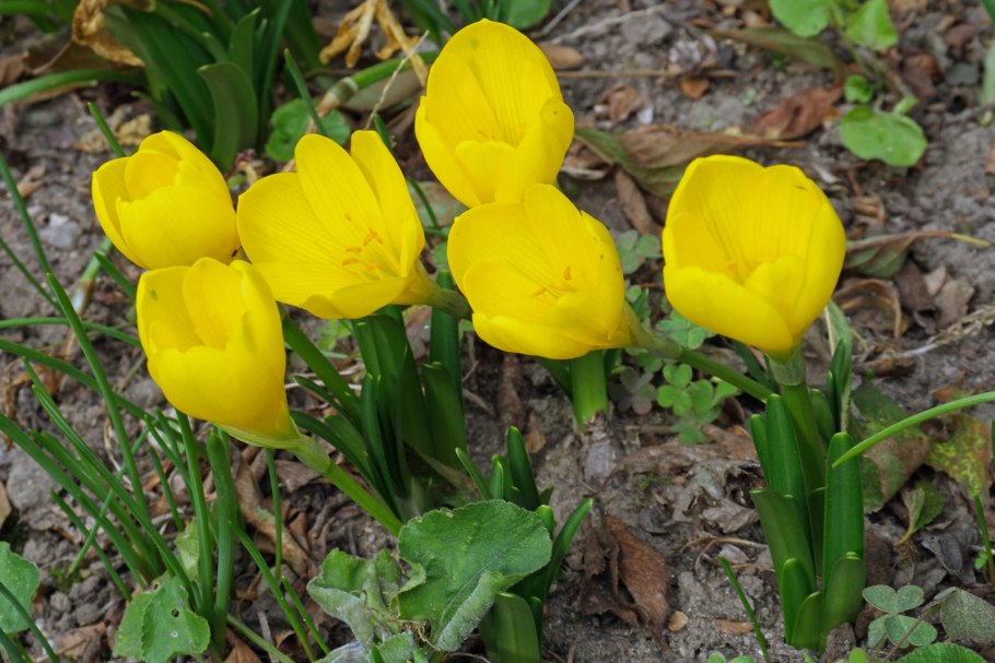 Штернбергия колхикоцветная