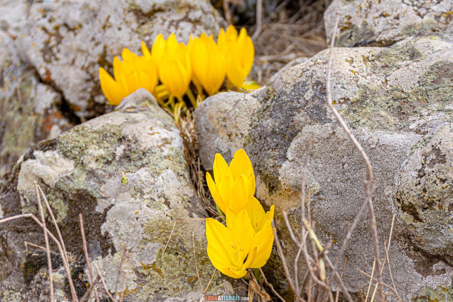 Sternbergia lutea