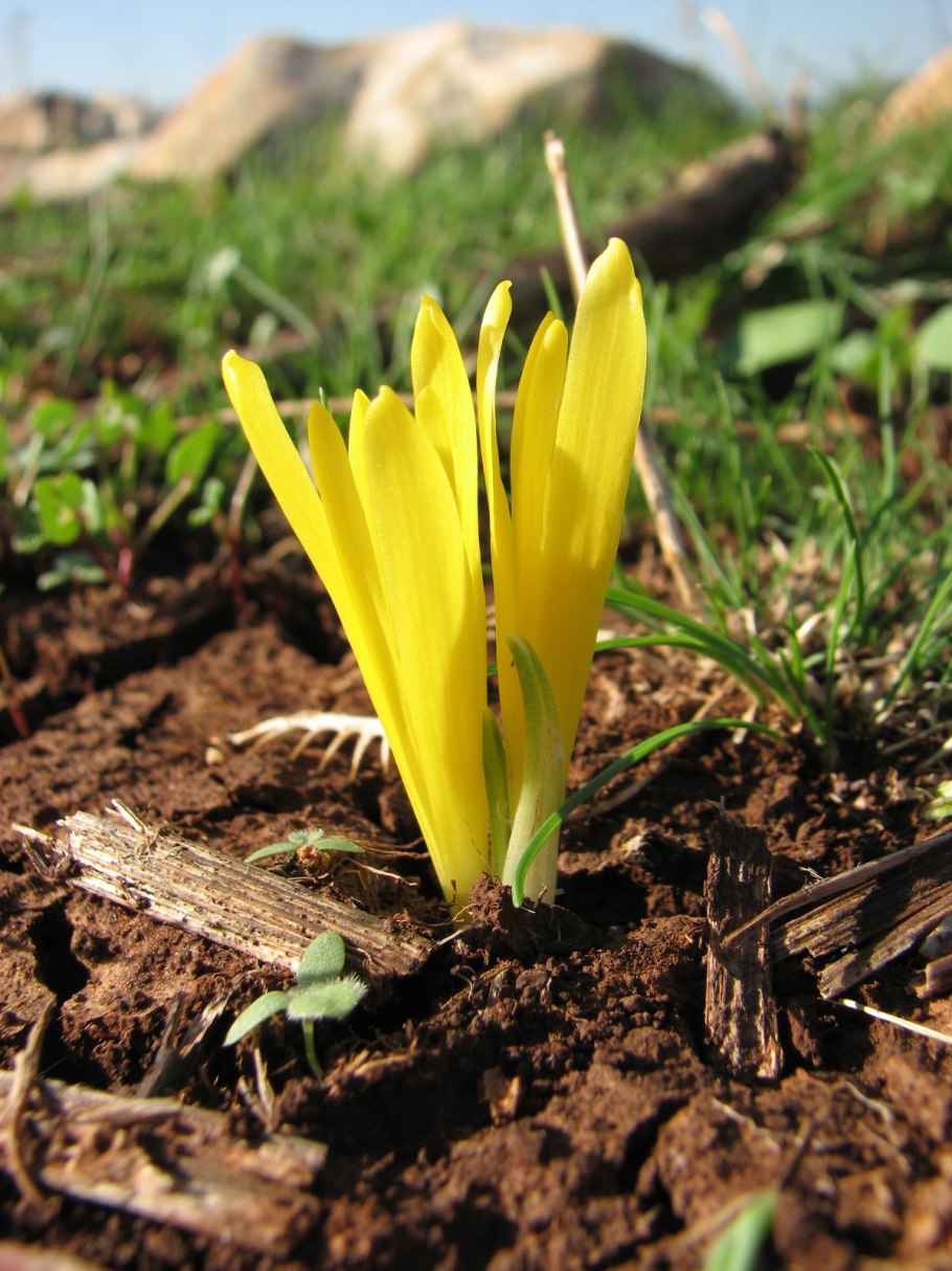 Штернбергия Клузиана