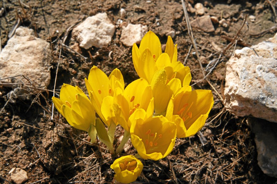 Штернбергия зимовникоцветковая