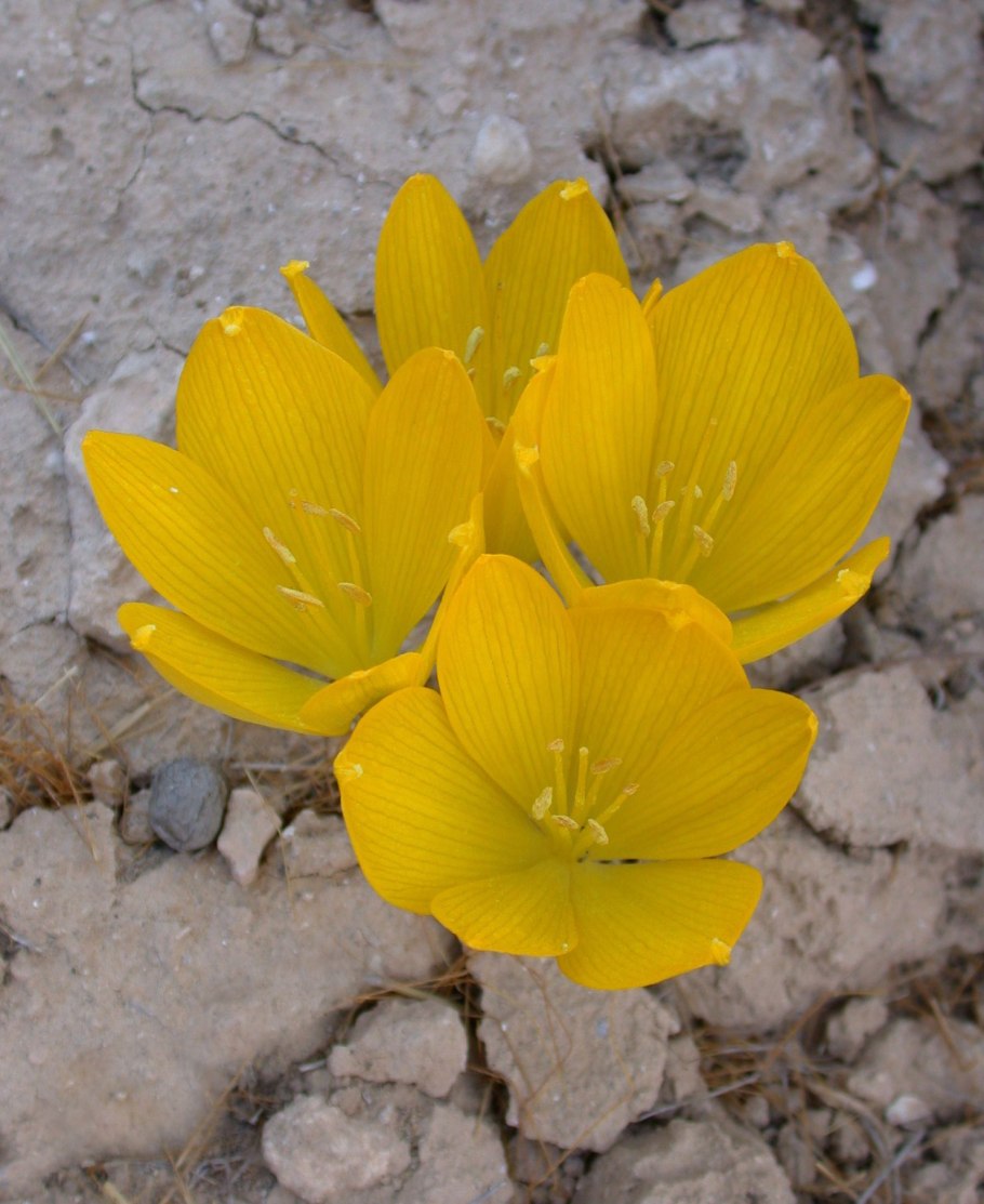 Unusual Flower in Sternbergia vernalis x Candida