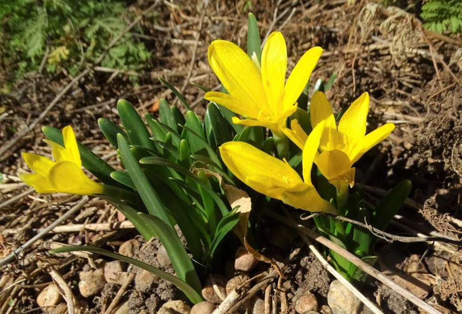 Штернбергия lutea