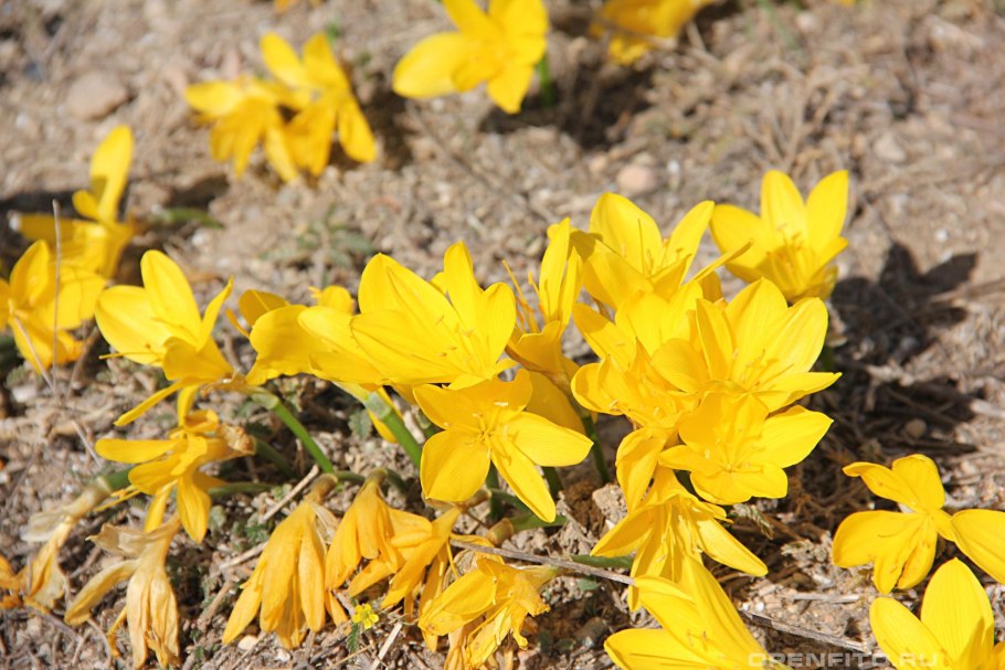 Штернбергия зимовникоцветковая