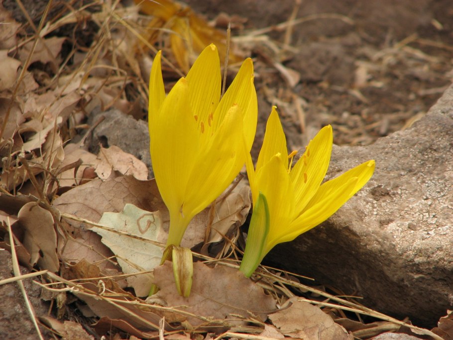 Штернбергия lutea