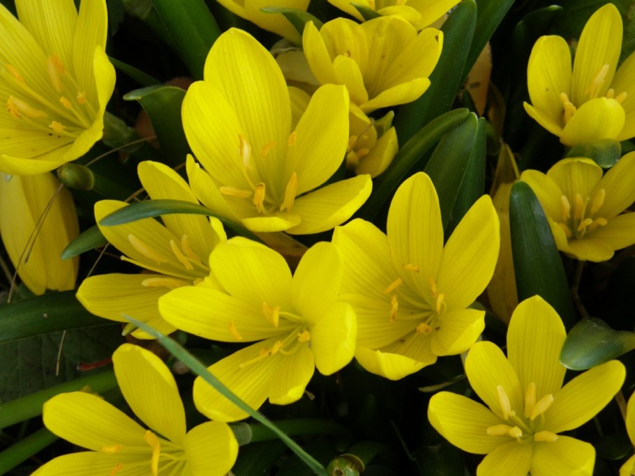 Цветок Штернбергия бело феолетого