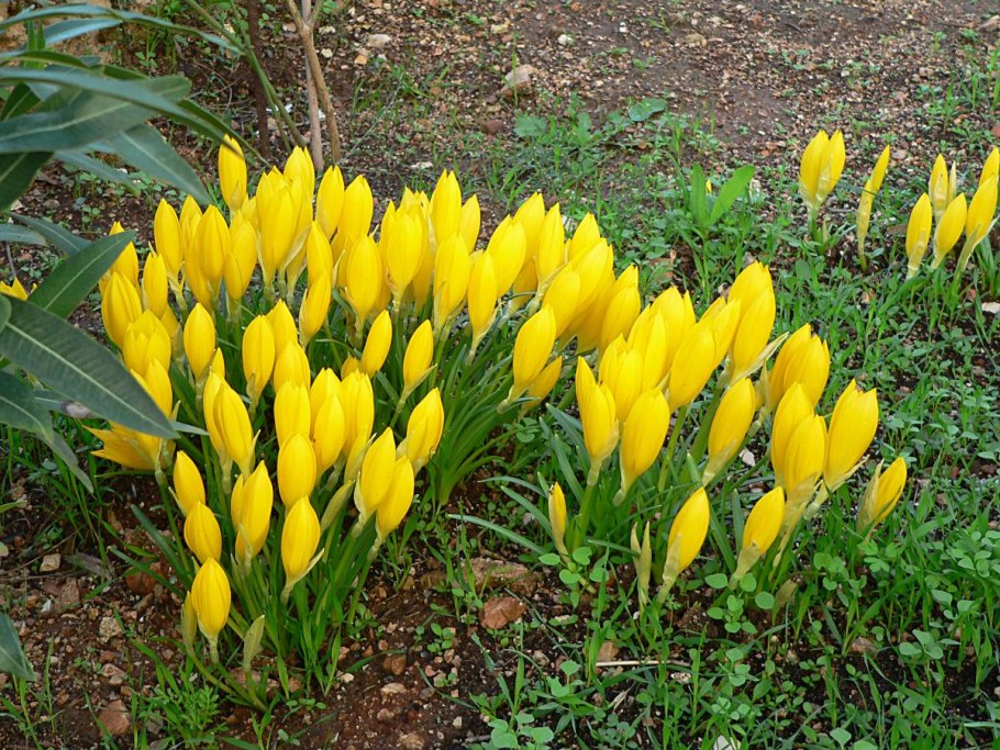 Штернбергия луковичное