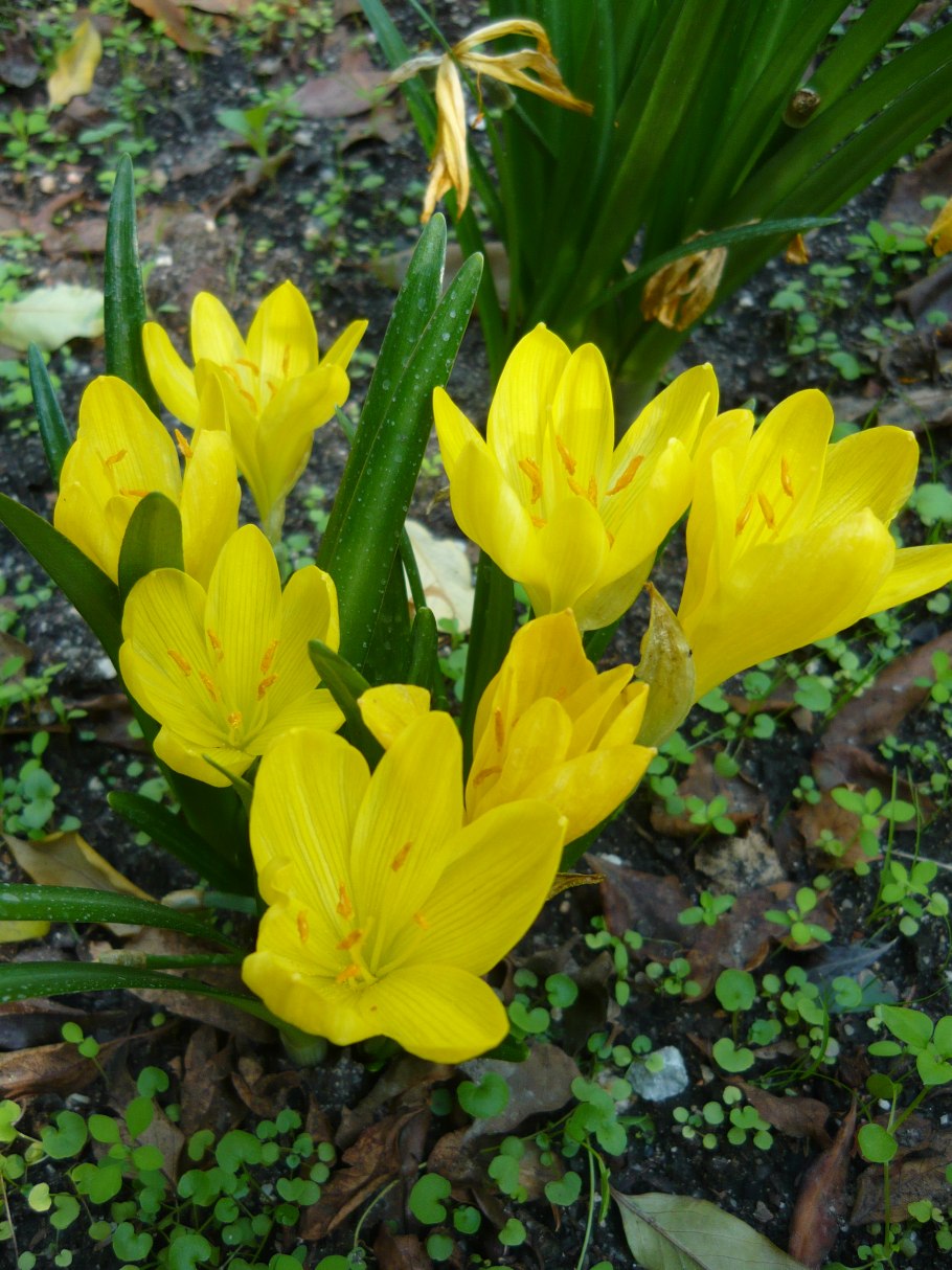 Штернбергия Фишера