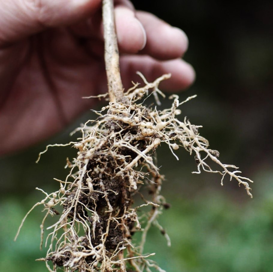 Нематода на корнях