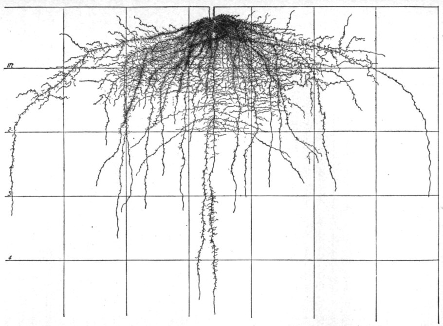 Пузыреплодник корневая система