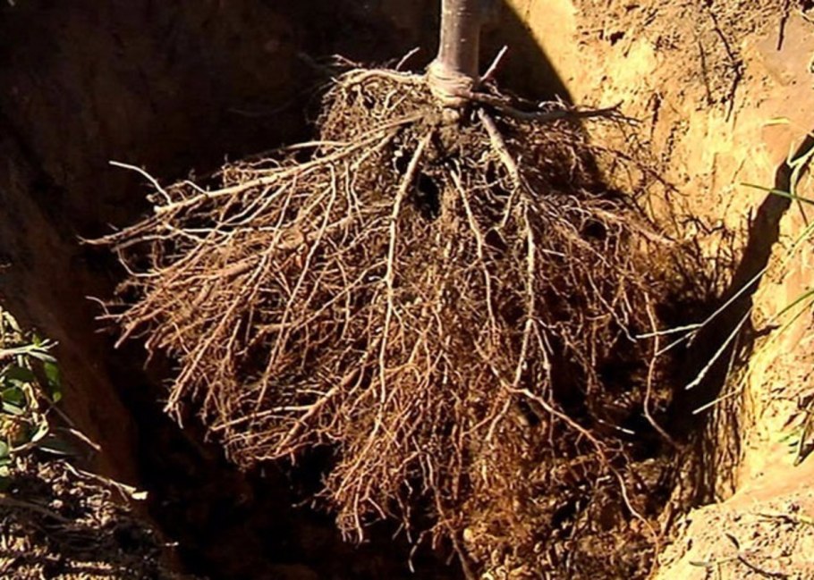 Саженец яблони с корнями