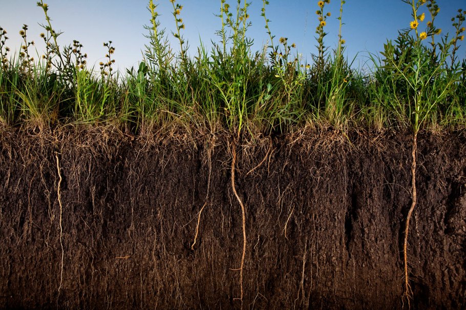 Чернозем обыкновенный Солонцеватый