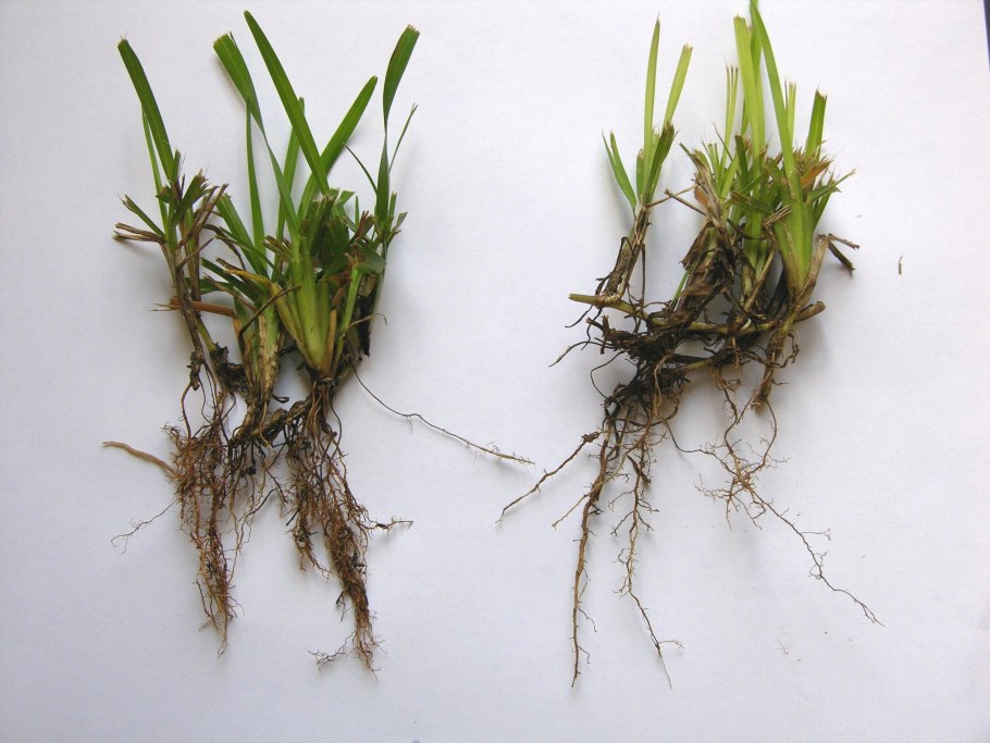 Цветок с корнем