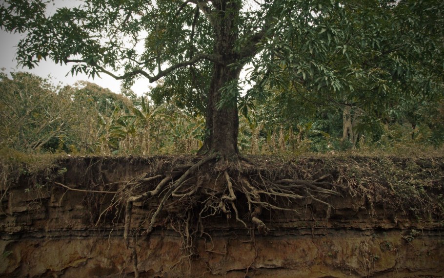 Корни каштана