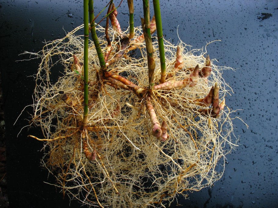 Корневище резомы бегониевой