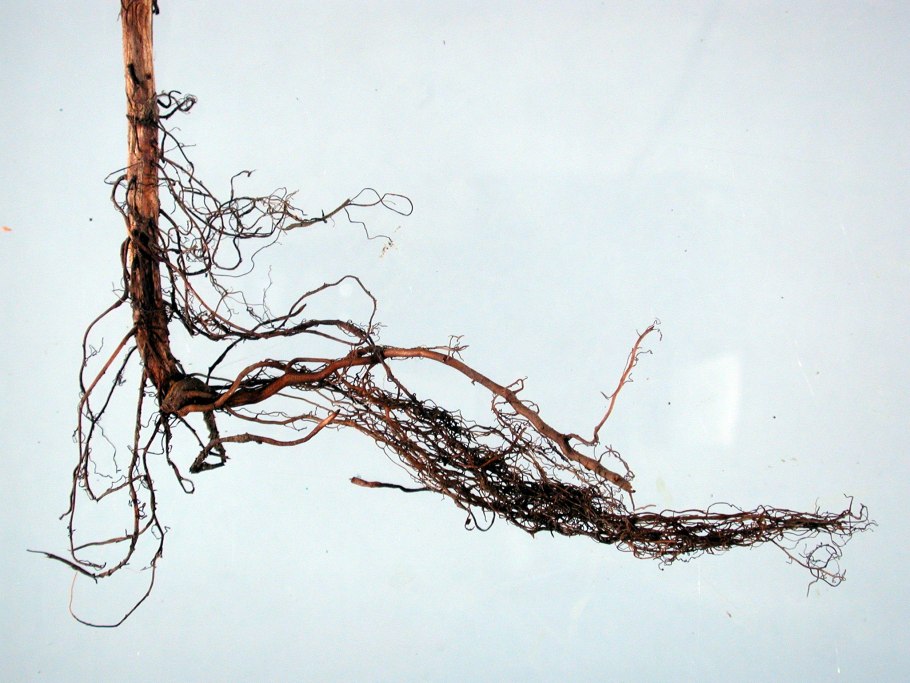 Корни малины