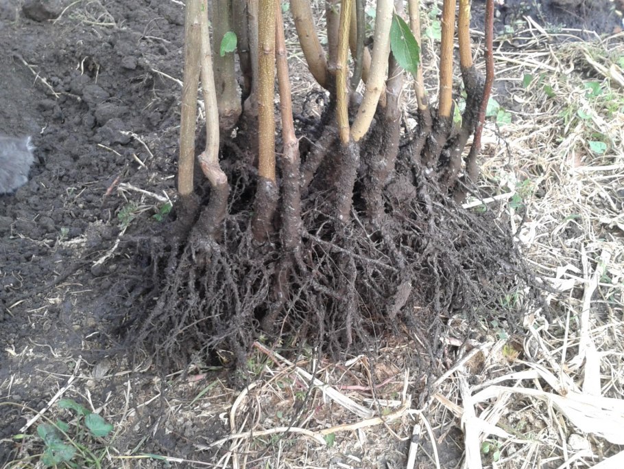 Саженцы Окс яблони