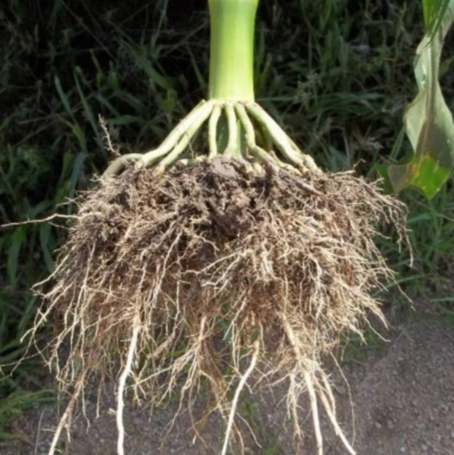 Корень кукурузы мочковатый