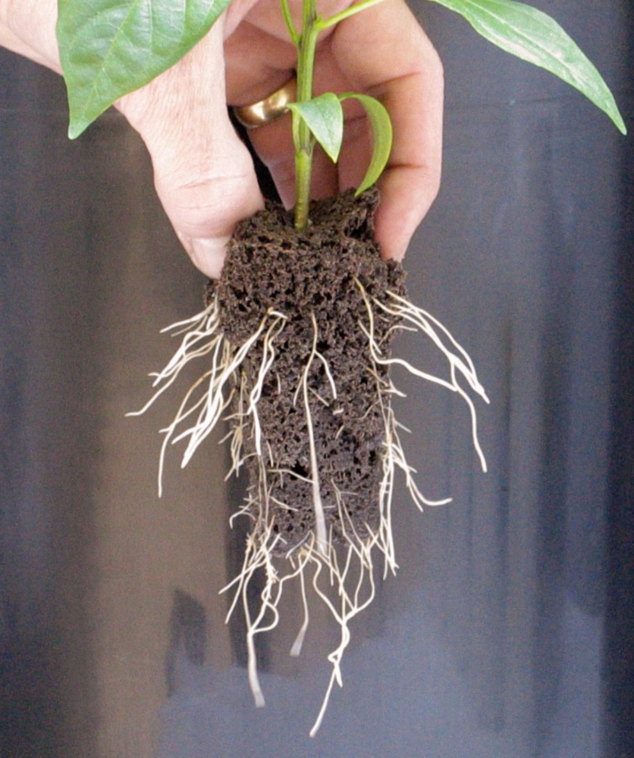 Корневища цветов