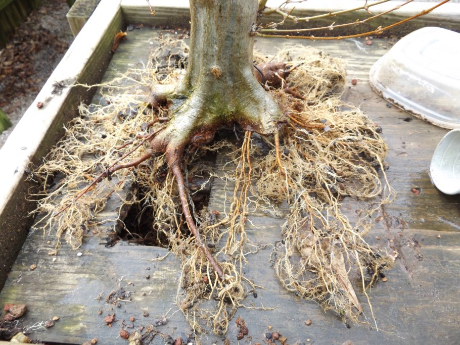 Корень клена