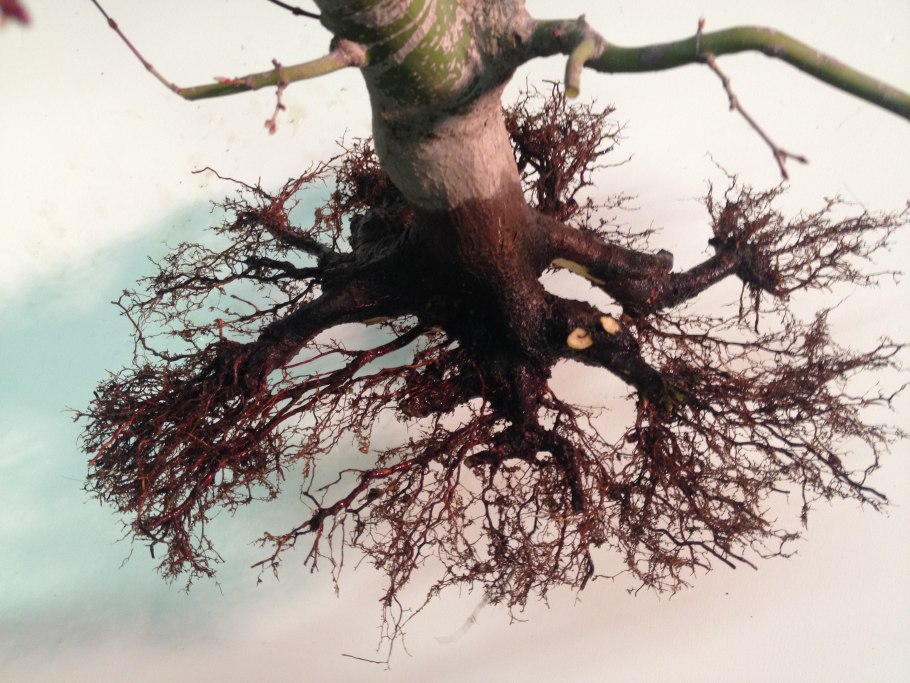 Скумпия бонсай