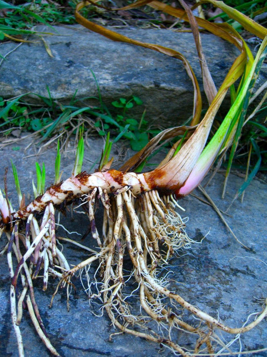 АИР обыкновенный корневища