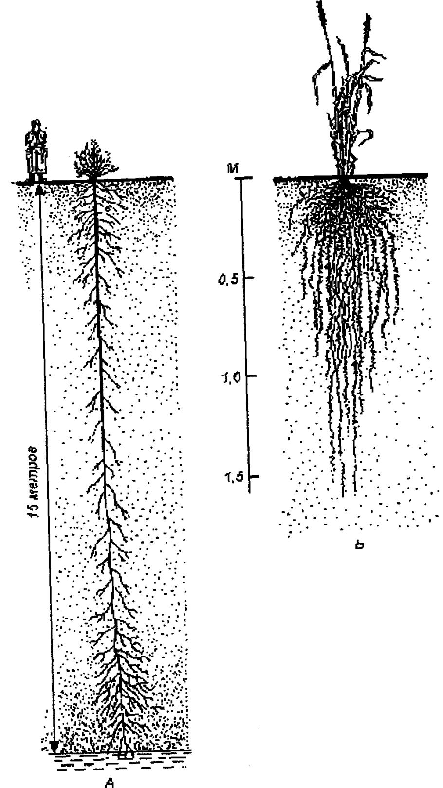 Корневая система верблюжьей колючки