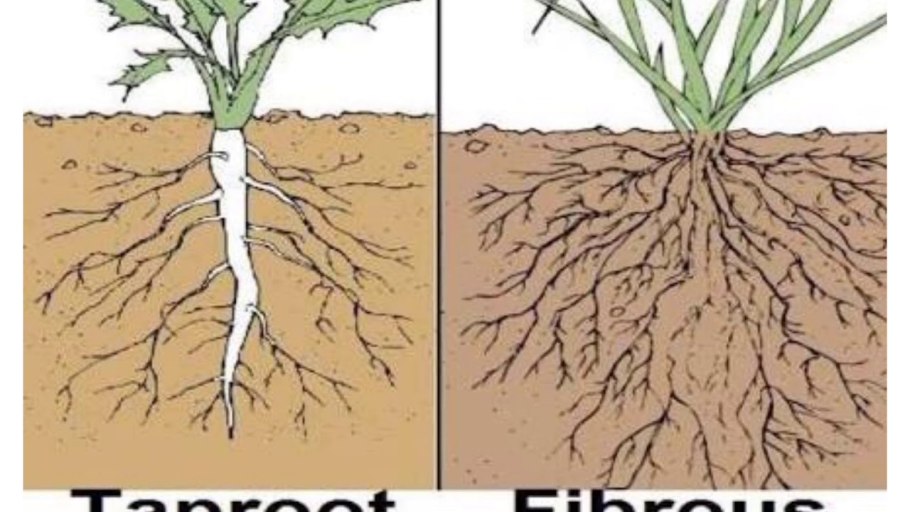 Корневые системы растений