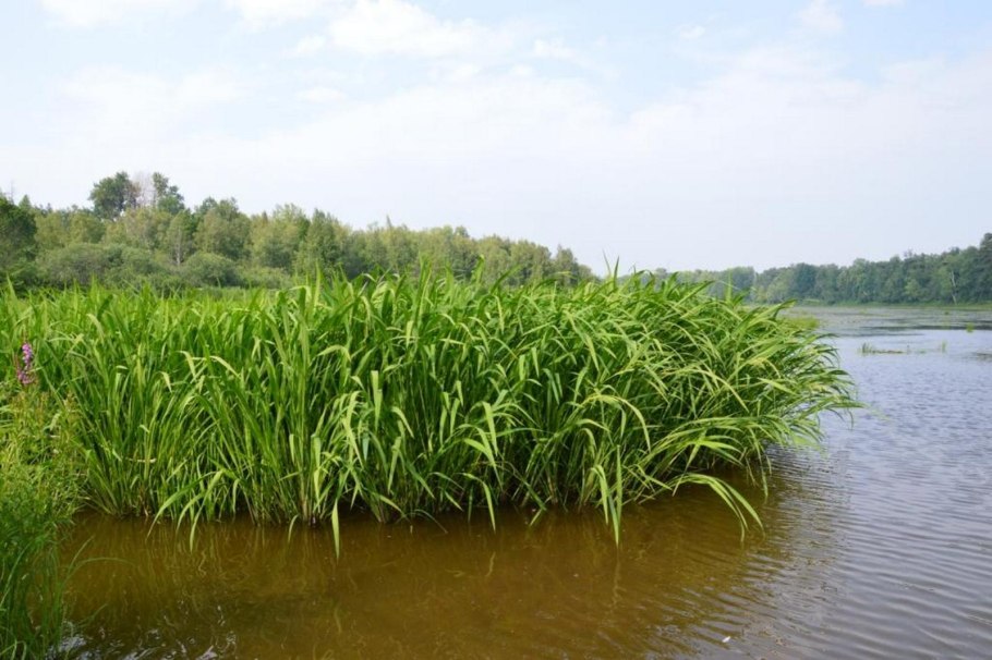 Цицания водная дикий рис