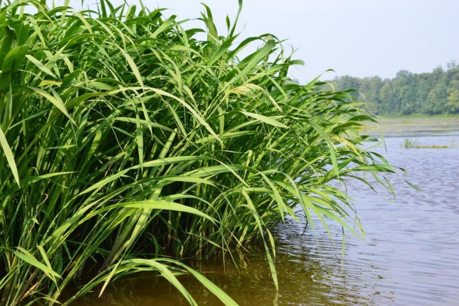 Цицания водная дикий рис