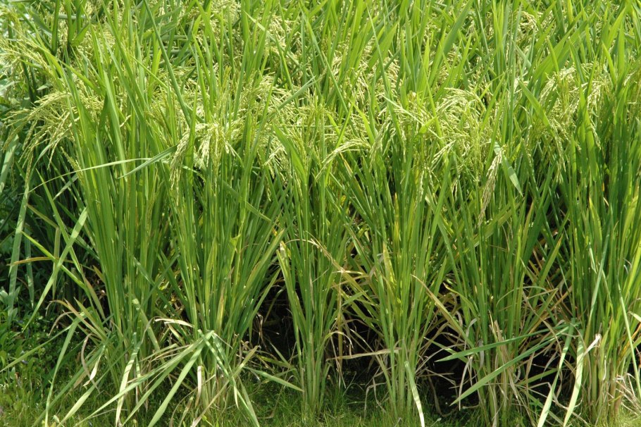 Цицания растение