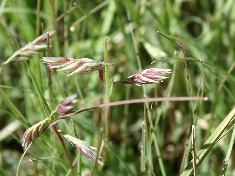 Сорняк на рисовом поле