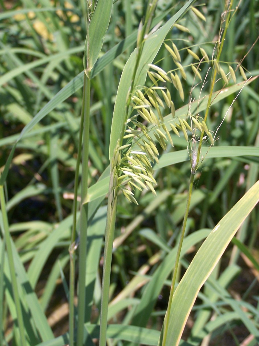 ( Texas Wild Rice ) Техасский дикий рис