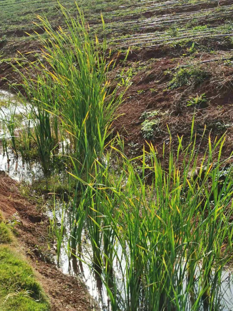 Тростник phragmites australis