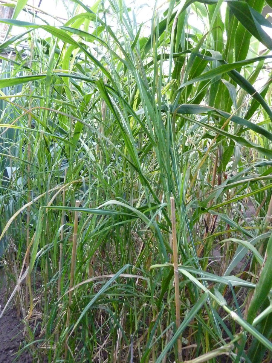 Цицания дикий рис