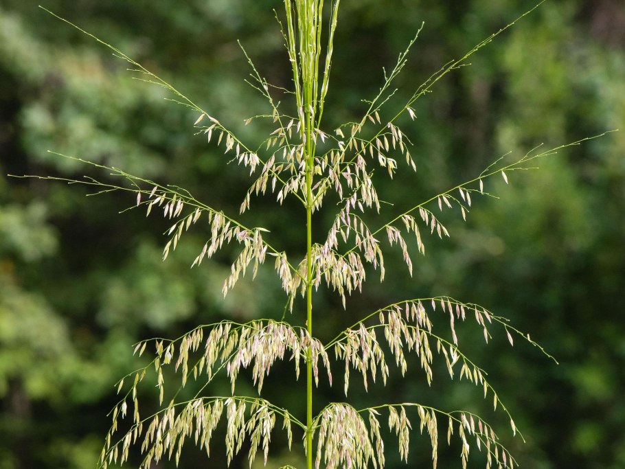 Зизания Акватика