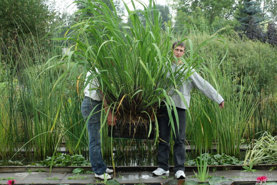 Семена канадского риса