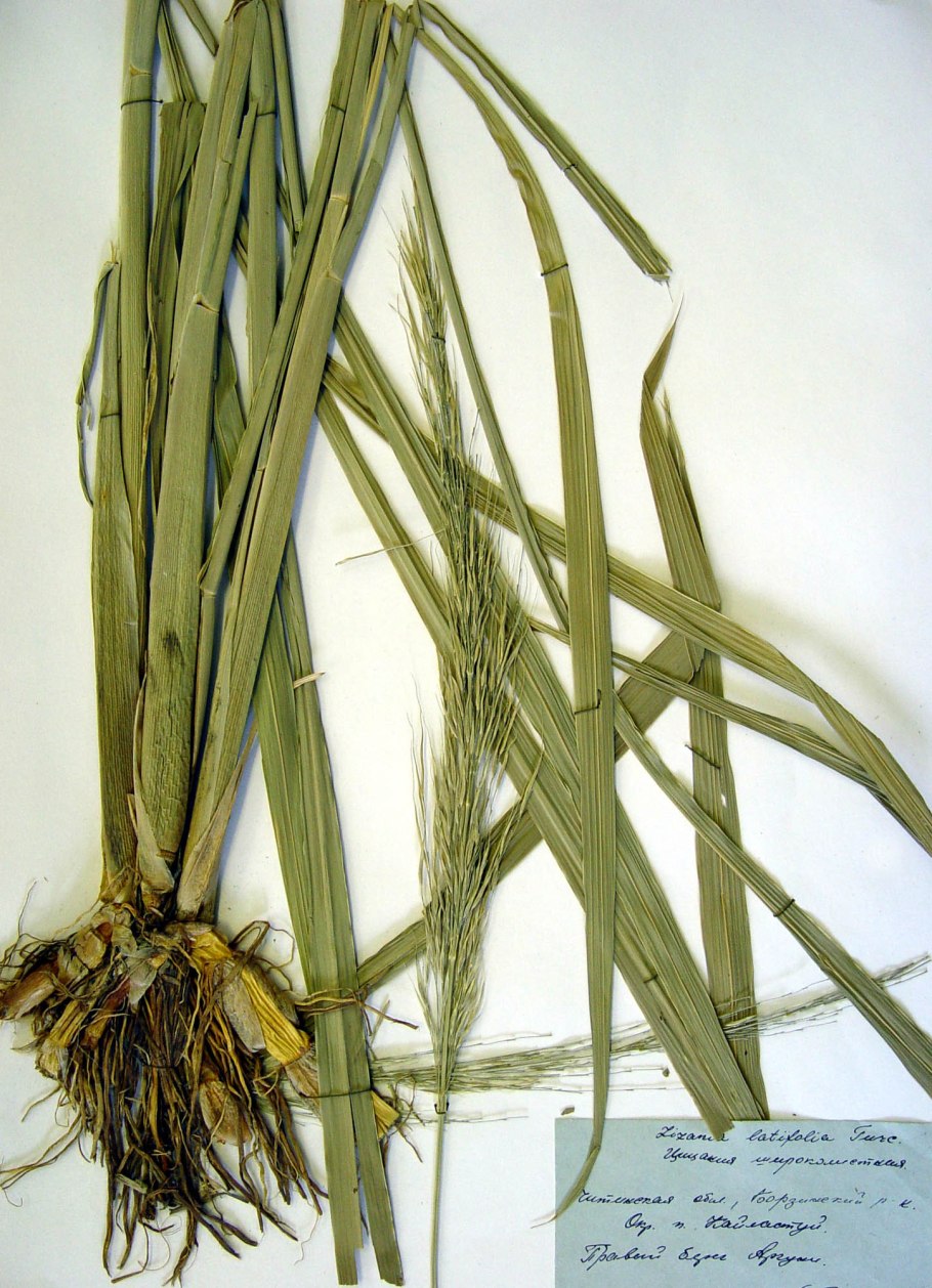 Цицания Болотная