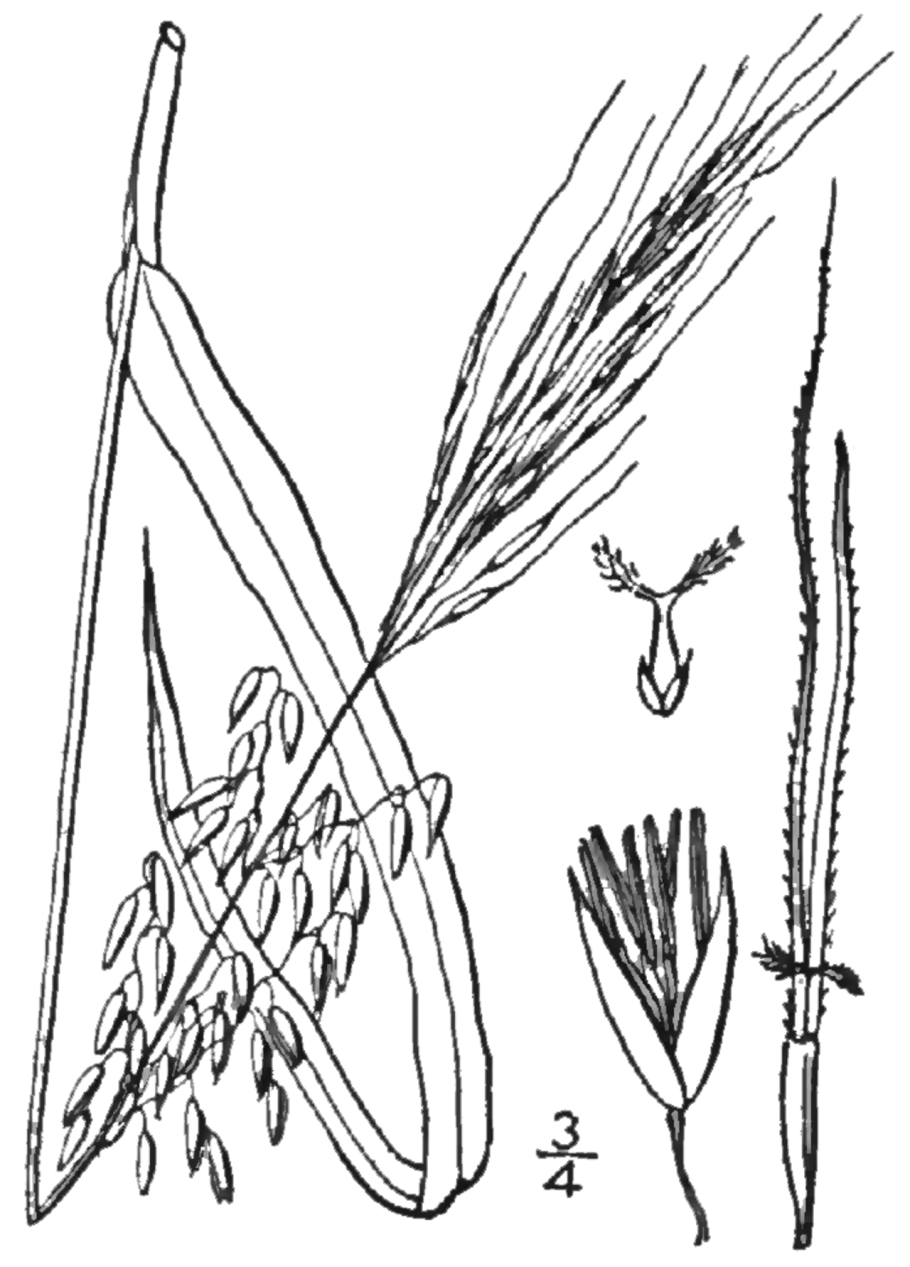 Дикий черный рис цицания водяная