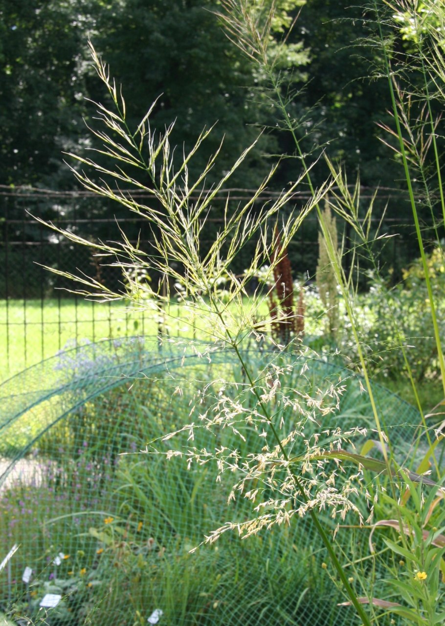 Сорняк на рисовом поле