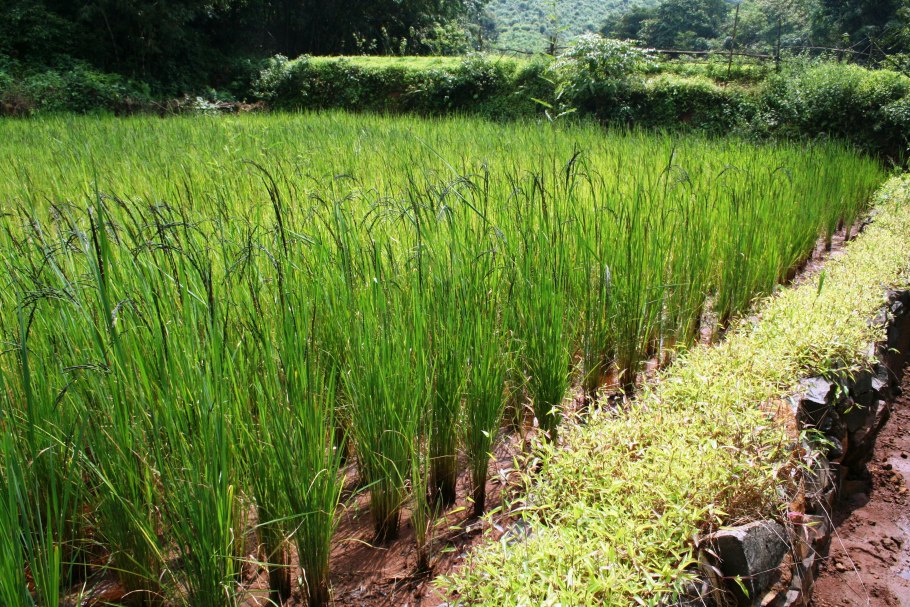 Цицания Болотная