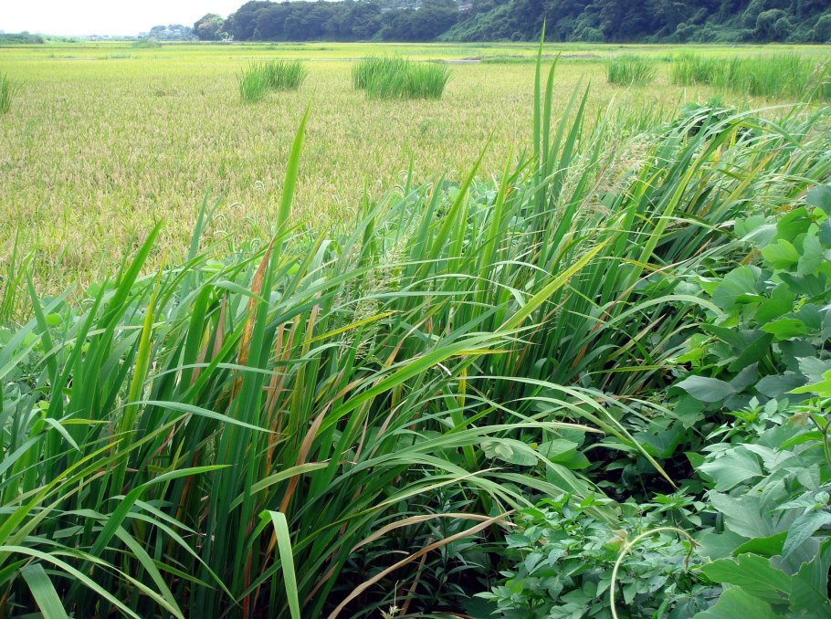 Техасский дикий рис