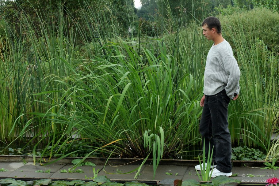 Водяной рис для уток