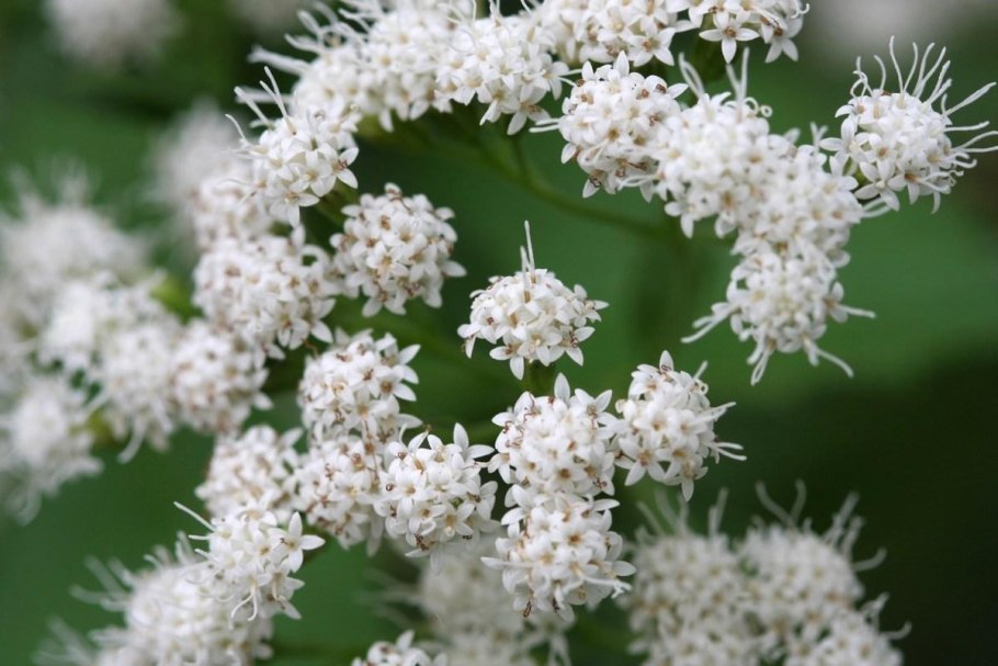 Ageratina aromatica
