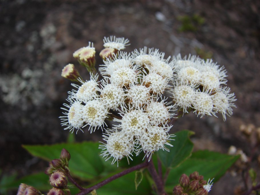Ageratina occidentalis