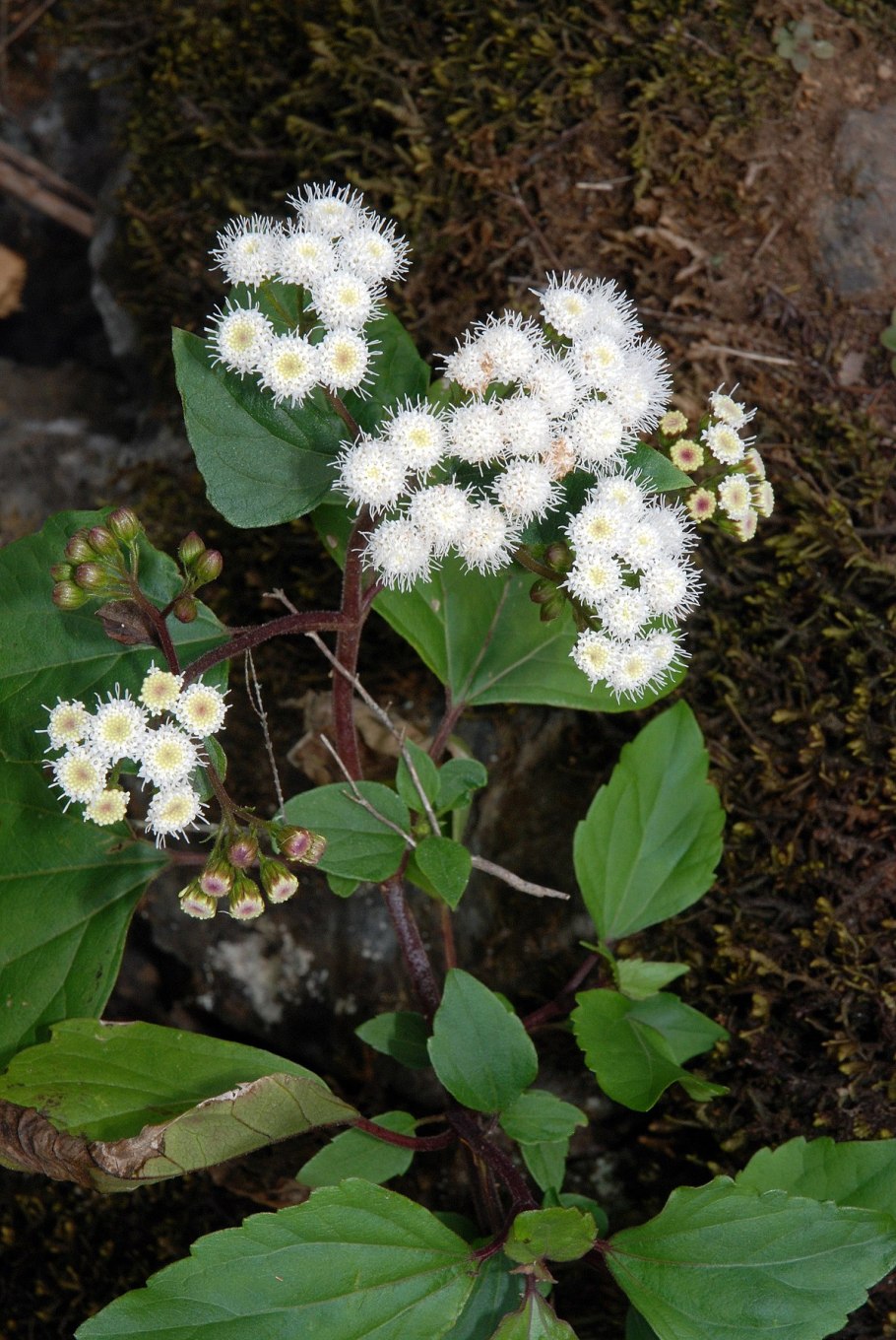 White Snakeroot